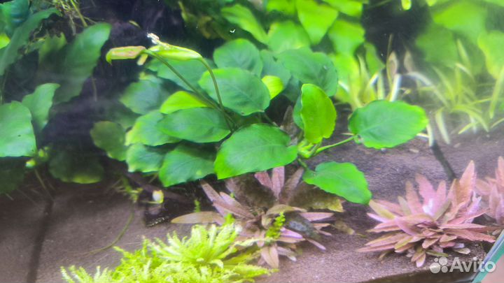 Декоративные креветки и водные растения
