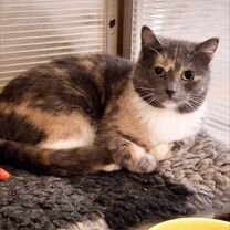 Взрослая, кошка в добрые руки