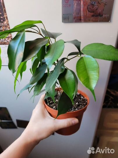 Фикус бенджамина