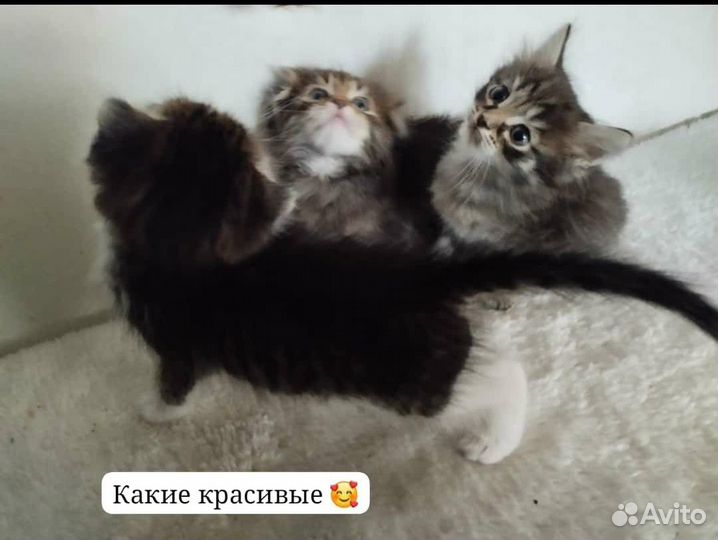 Шотландские котята