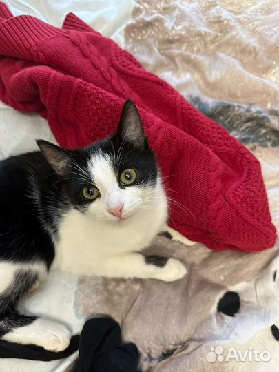Котик Феликс