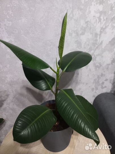 Фикус каучуконосный