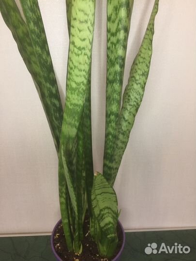 Сансевиерия фикус