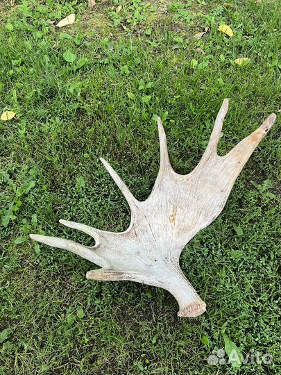 Лосиные рога
