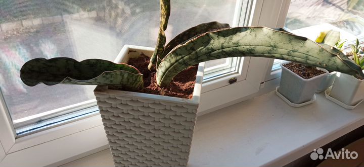 Сансевиерия сортовая 3