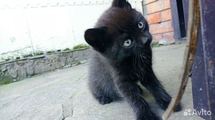 Очаровательные котята