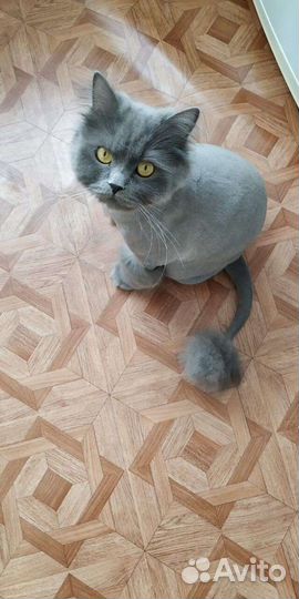 Стрижка кошек и собак