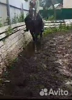 Мерин, кобыла, жеребец, продажа или обмен