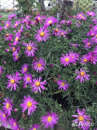 Хризантемы,сентябринки,мальва