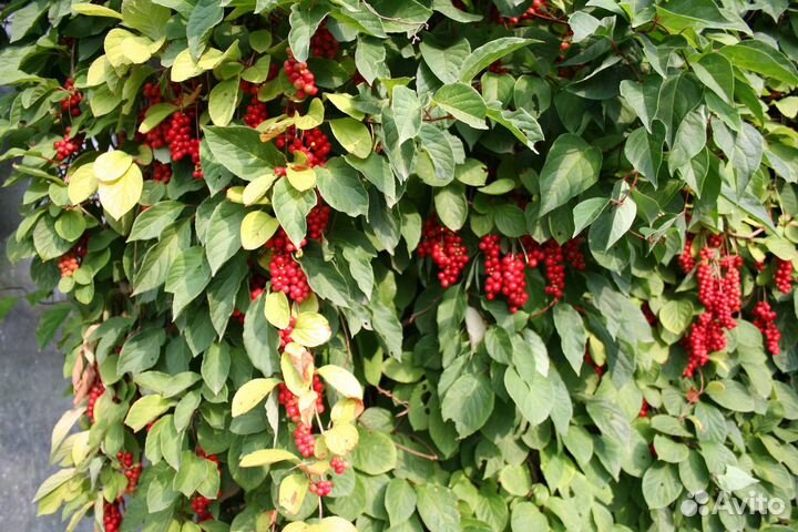 Саженцы лимонника И аронии