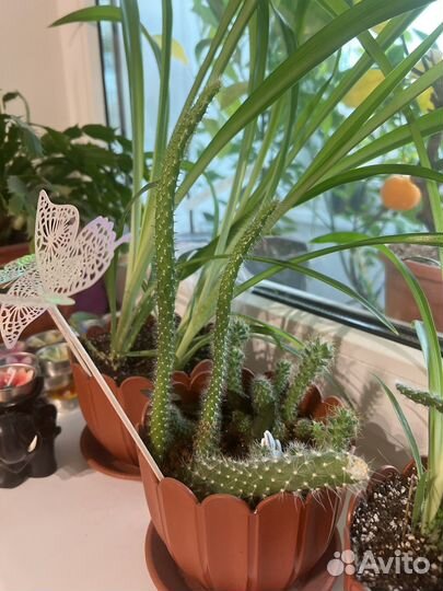 Кактусята, кактусы