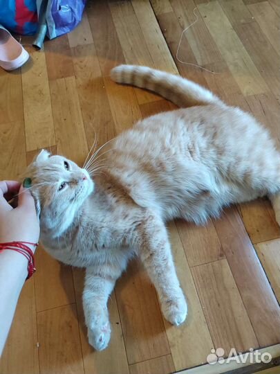 Шотландский кот