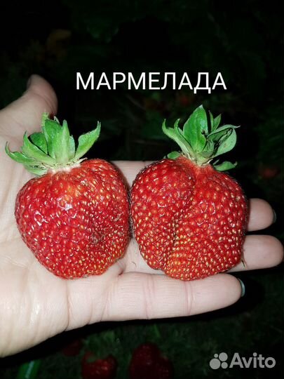 Рассада Клубника
