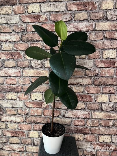 Комнатные растения Фикусы Драцены