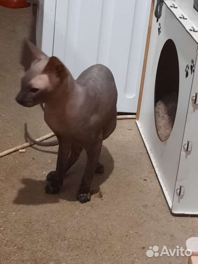 Донской сфинкс