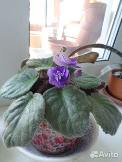 Фиалка фиолетовая цветущая