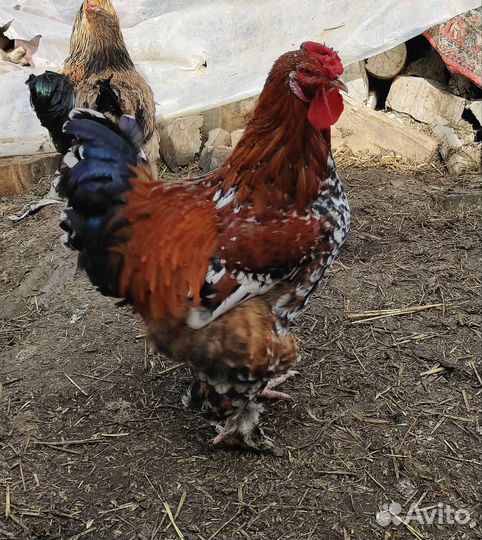 Петухи Брама