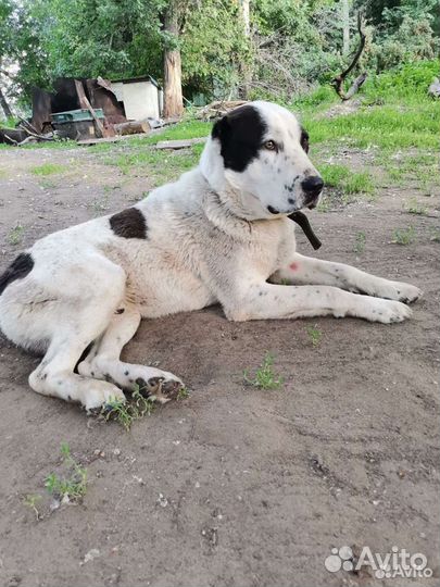 Щенки алабая