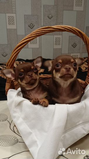 Щенки чихуахуа