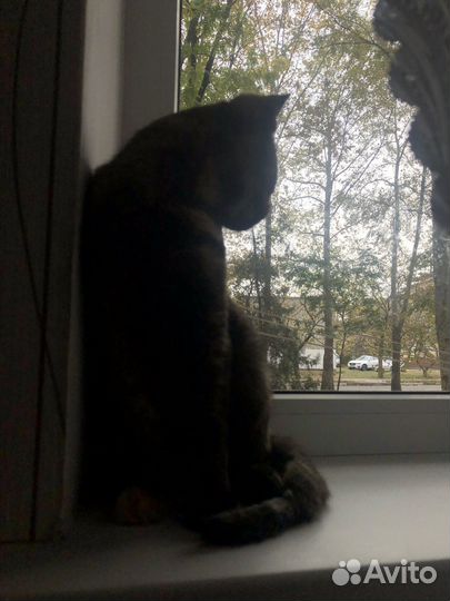 Кошечка в добрые руки