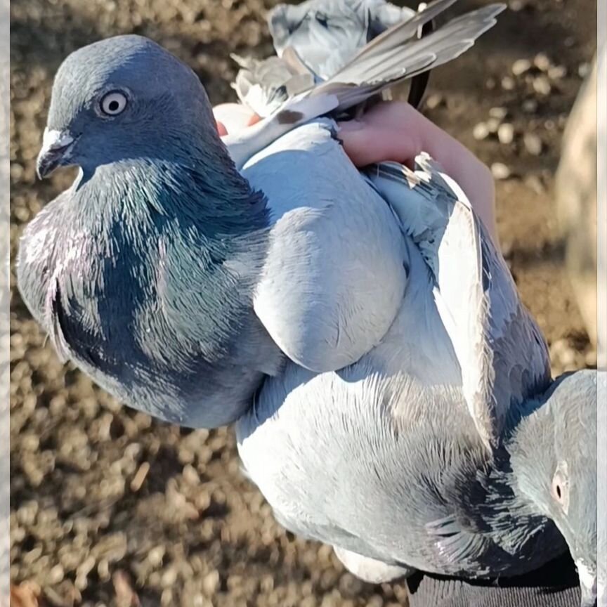 Голуби Узбеки