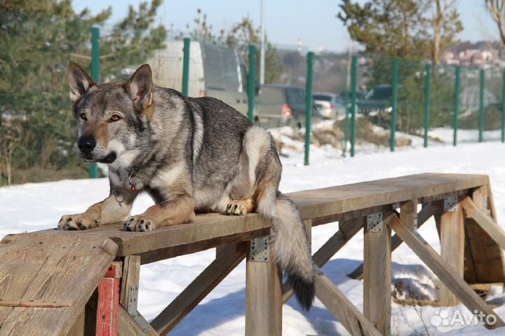 Дрессировка собак индивидуально и в группе