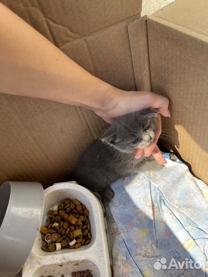 Котята