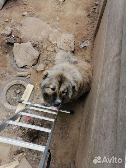 Вязка кавказца