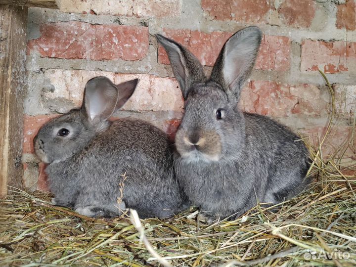 Кролики Немецкий ризен