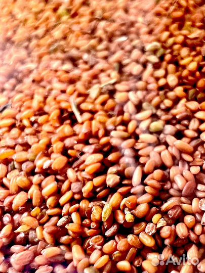 Альгинатная маска для лица из семян водорослей