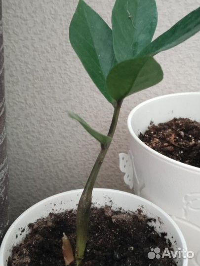 Замиокулькас