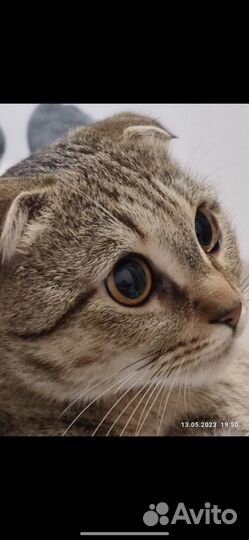 Кошка Муиза