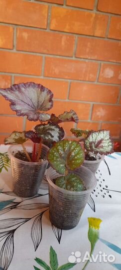 Детки бегоний, наборы деток бегоний