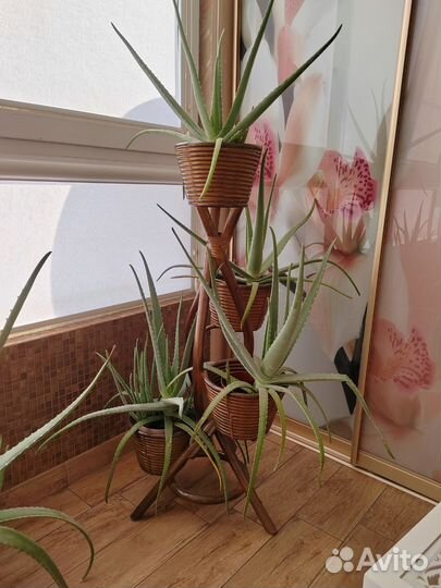 Алоэ лечебный