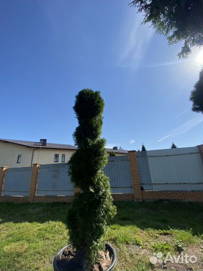 Туя Формированная 360 см