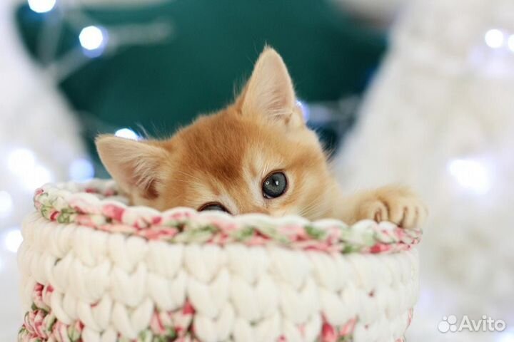 Золотой котенок