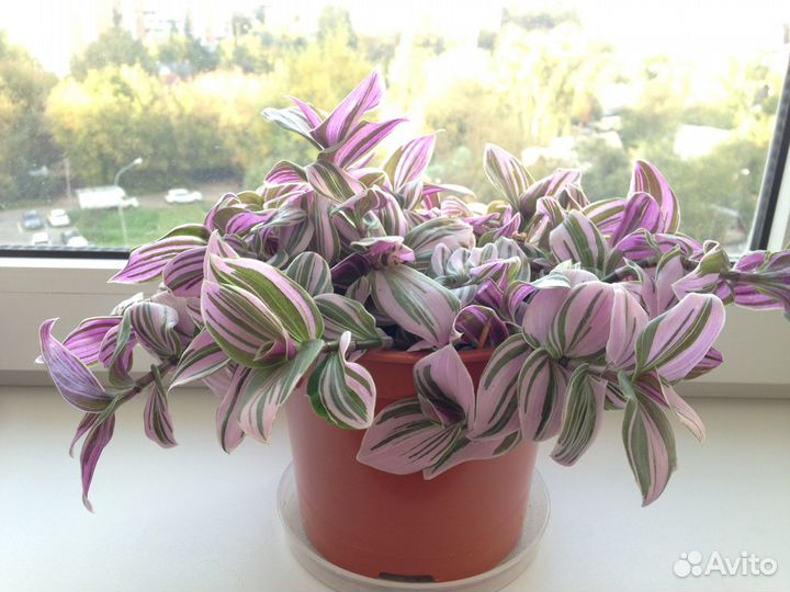 Традесканция розовая черенки (срез) и укоренённые