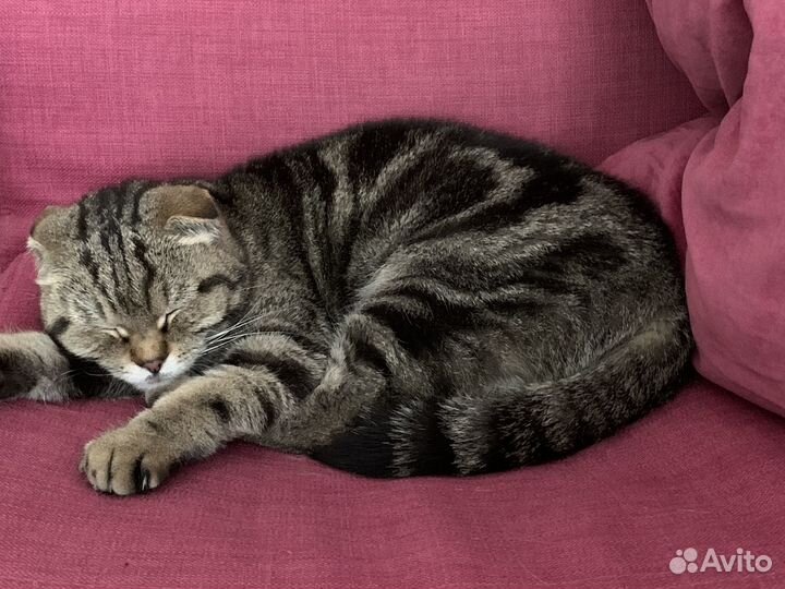 Кошки
