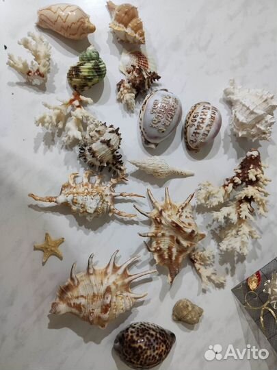 Коралы и ракушки для аквариума