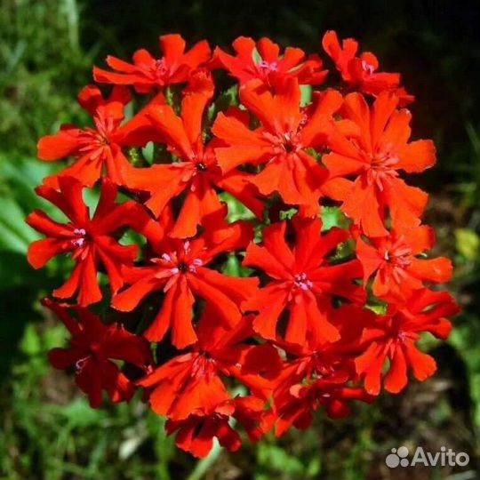 Лихнис халцедонский