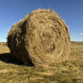 Продам сено в рулонах