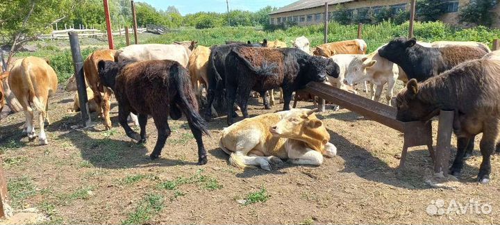 Бычки сементалы герефорды