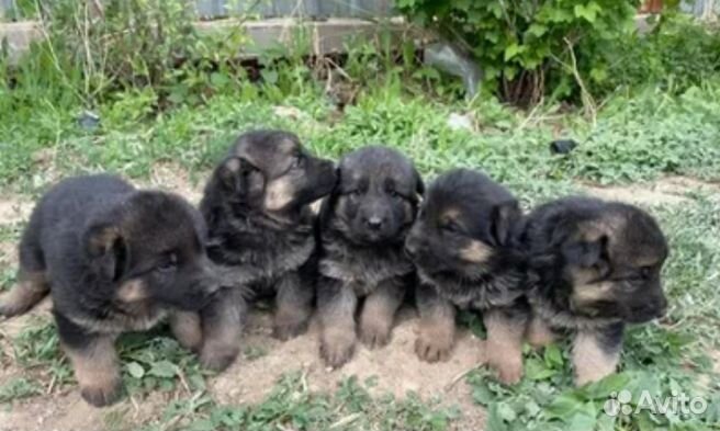 Немецкая овчарка