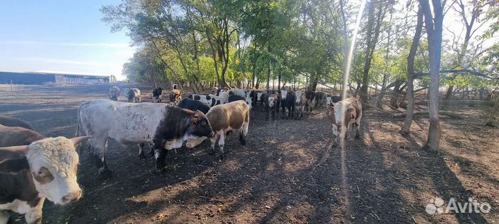 Бычки на откорм