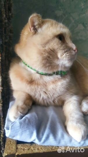 Шотландский вислоухий кот