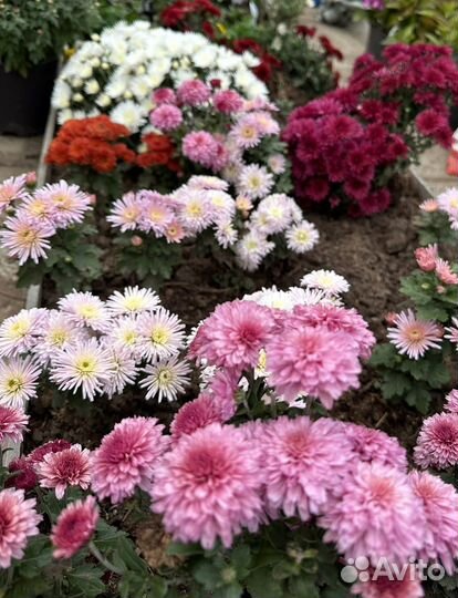 Хризантема мультифлора
