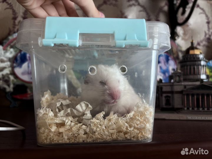 Отдам хомяка бесплатно