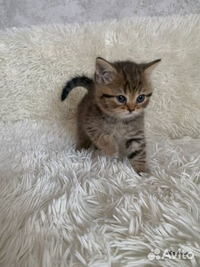 Британские голубоглазые котята