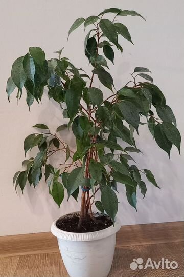 Фикус бенджамина