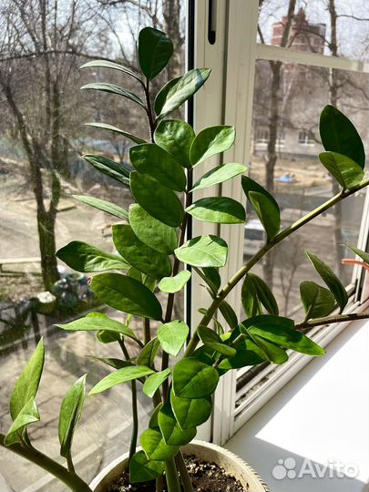 Замиокулькас